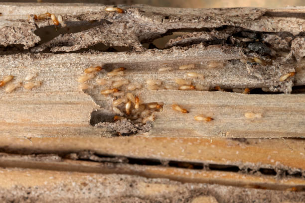 Best Termite Control Services  in Craigsville, WV